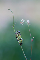 Old world swallowtail, Papilio machaon larva on plant photographed yerly morning after rain