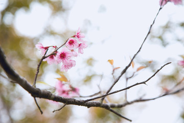 Beautiful cherry blossom or sakura in spring time over  sky