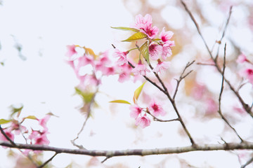 Beautiful cherry blossom or sakura in spring time over  sky