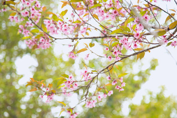 Beautiful cherry blossom or sakura in spring time over  sky