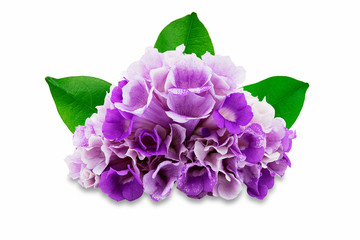 Pink purple flower mansoa alliacea or garlic vine with leaves isolated on white background with clipping path