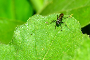 A fly on a wild plant