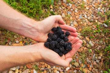 Couped hands holding fresh wild black berries picked on the island of Ven in southern Sweden during a warm summer morning. Background of a stone path close to the beach. 