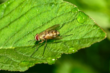 A fly on a wild plant