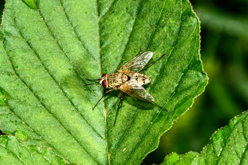 A fly on a wild plant