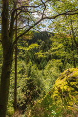Thüringer Wald Gießübel Rennsteig