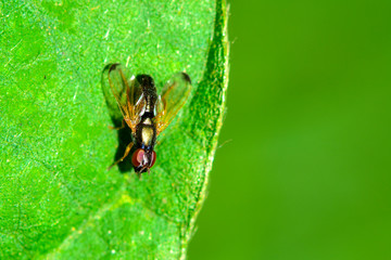 A fly on a wild plant