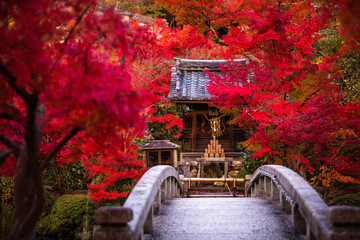 京都府 永観堂 紅葉