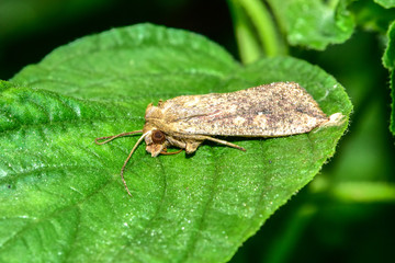 Moth insects on wild plants