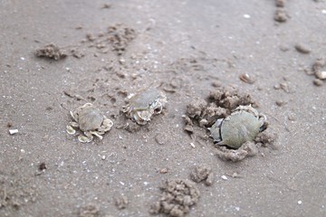 3 crab on the beach