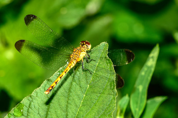 Dragonflies perched on wild plants