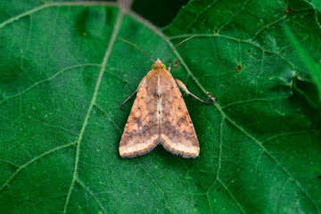 Moth insects on wild plants