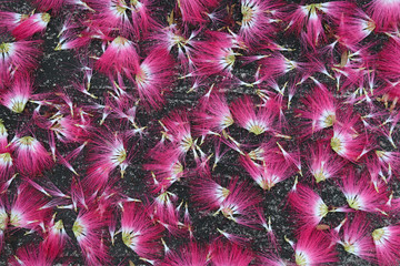Obraz premium Closeup of fallen pink flowers on old cement floor.