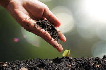 agriculture plant seeding growing step concept in garden