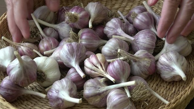 Fresh garlic in small basket
