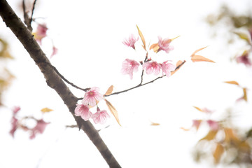 Fototapeta premium Beautiful cherry blossom or sakura in spring time over sky