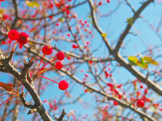 赤く熟した木の実【Toringo crabapple】