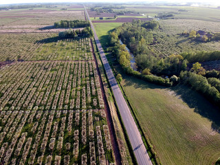blooming apple trees in garden. aerial view of apple orchard