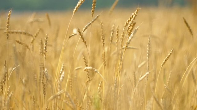 Close up of yellow barley plants in a wheat field at sunset