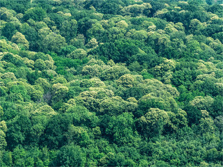 Fototapeta premium vue aérienne de la forêt à Ecquevilly dans les Yvelines en France