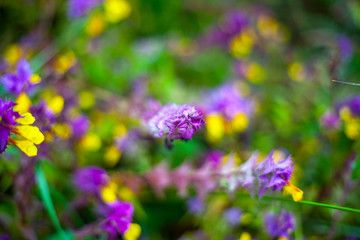 Garden flowers. Beautiful background of flowers. Bright saturated colors in plants. Garden plants.