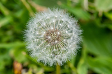 A close up shot of dandelion