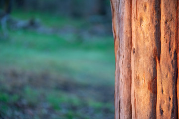 Brown tree truck in foreground while the green grass blurred out inside a forest in Victoria Australia.