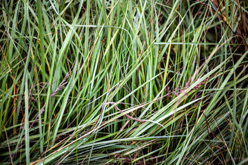 Green plants. Plants simple summer background.