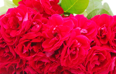 Beautiful red flowers.