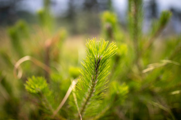 松の若葉
