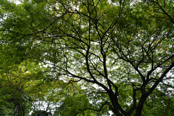 Big green tree on the blue sky as the background.