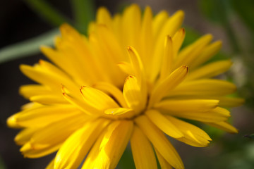 yellow flowers of calendula officinalis on green leaf background, selective focus, easy blur