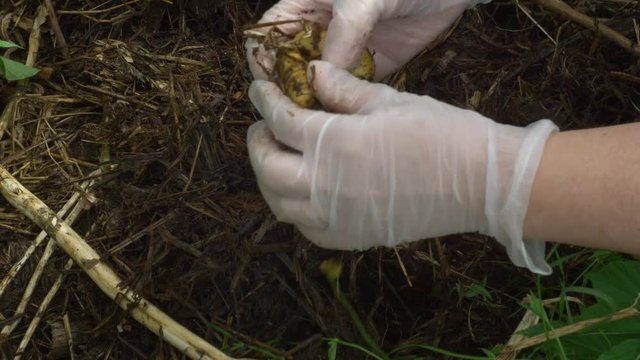 Almond potatoes that have been grown in a Ruth Stout method using hay are harvested. Female hand, latex gloves. 4K, 60 fps, camera movement