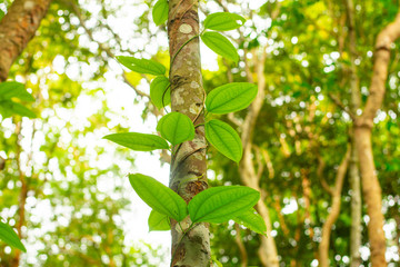 The ivy vine straddles the trees in the forest.
