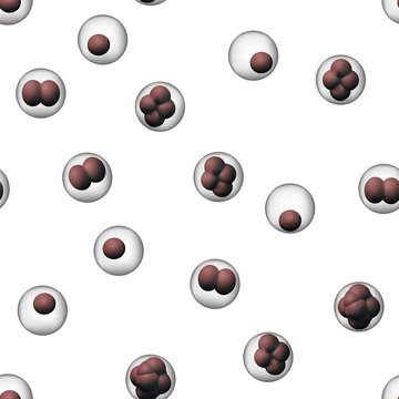 Biology human cells.