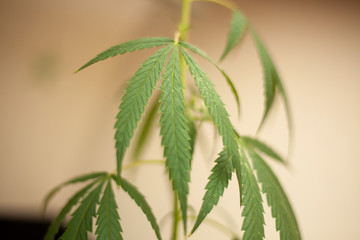 Marijuana is growing out of the pot. Cannabis leaf. Treatment plant. Source of hemp oil. Favorite hippie plant 60's.