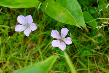 八ヶ岳に咲いていたフウロソウ（ハクサンフウロ）
