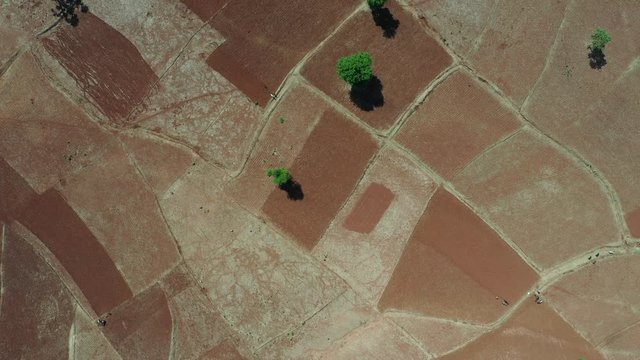 Overhead drone shot of farm fields in countryside of Ethiopia