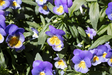 Flower viola tricolor family viloceae fifty megapixels