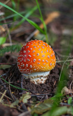 a small undiscovered red mushroom fly agaric in the autumn forest