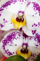White orchidea phalenopsis macro flower fifty megapixels family orchidaceae