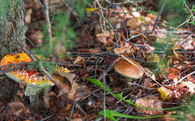 poisonous mushroom edible boletus grow nearby in the woods