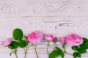 Pink roses on a white wooden background. Top view, copy space