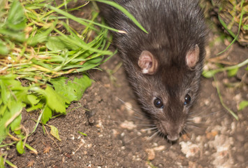 a gray Rat in soft focus Peeps out of the hole ,the symbol of 2020 new year
