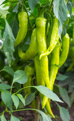 growing Hungarian sweet pepper in the home garden