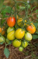 on a bed a bunch of green and red tomatoes growing in the garden