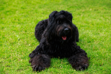 Dog breed Russian Black Terrier