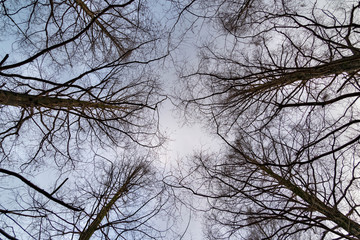 Branch and winter sky in Japan.
