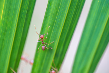 Red ants or fire ants on green palm leaf, Thailand, macro, closeup