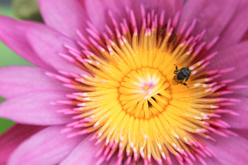 Lotus flower, bee in lotus at pond, background